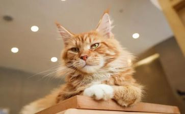 听熊猫猫的作文精选8篇