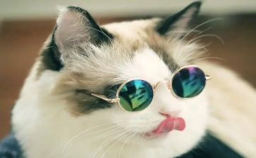 听熊猫猫的作文参考7篇