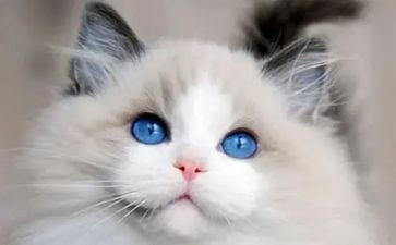靳以的猫的读后感600字模板7篇