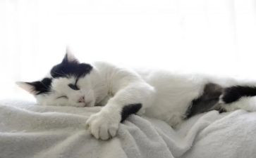 靳以的猫读后感500字8篇