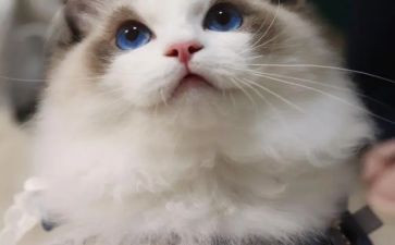 《猫城记》读后感600字5篇