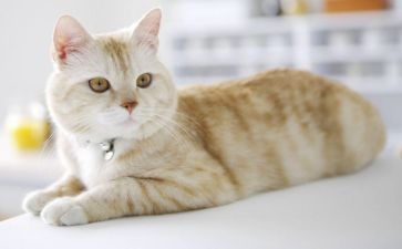 《小花猫》教案5篇