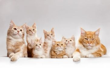 靳以的猫的读后感600字参考6篇