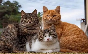 我家的小猫400字作文模板8篇