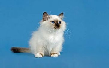 靳以的猫读后感300字推荐5篇