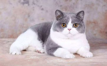 找小猫作文500字通用6篇