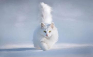 靳以的猫读后感500字优秀8篇