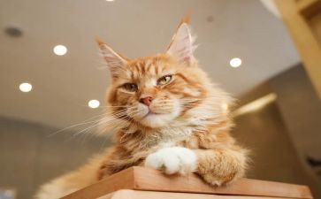 靳以的猫读后感500字最新6篇