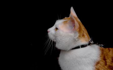 找小猫作文400字精选5篇