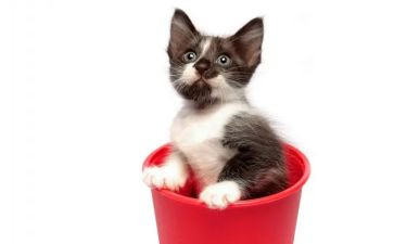 一只猫教案8篇