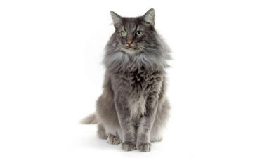 小猫钓鱼大班教案7篇