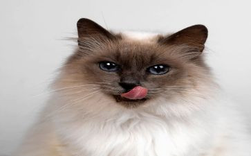 靳以的猫读后感300字最新7篇