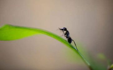 中班语言蚂蚁的教案8篇