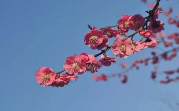 张桂梅老师事迹材料6篇