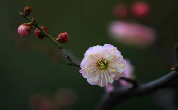 梅花情作文500字6篇