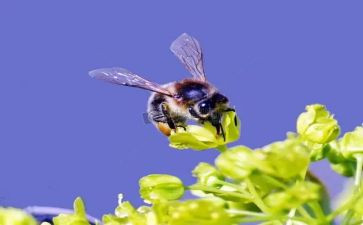 蜜蜂和花教案反思5篇