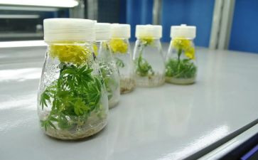 人才培养计划工作计划5篇