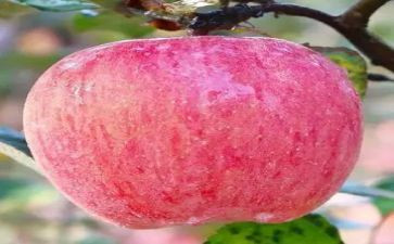 大苹果和小苹果教案优秀5篇