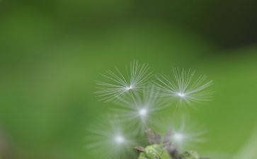 《蒲公英》作文模板7篇