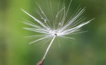 《蒲公英》作文优质7篇