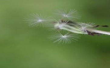 《蒲公英》作文优秀6篇