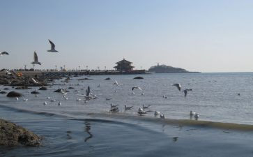 青岛公租房合同8篇