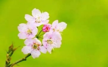 小班三月工作计划8篇