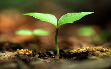 写珍爱生命的演讲稿精选8篇