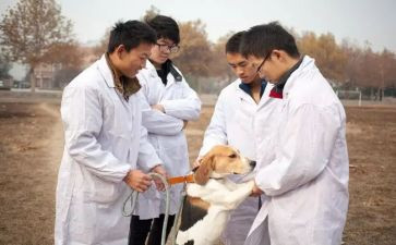 兽医师聘用合同7篇