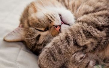 睡眠教案5篇