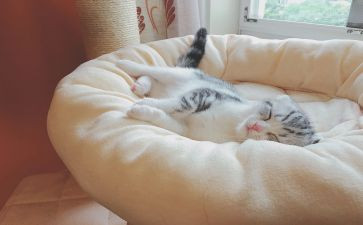 关于睡眠的教案8篇