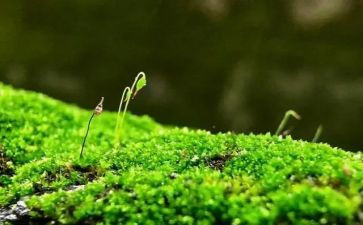 苔的教学教案推荐7篇