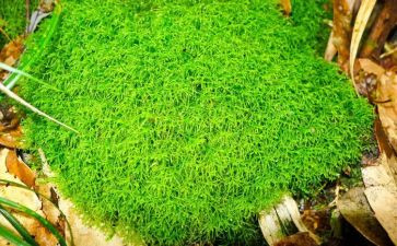 苔的教学教案通用7篇