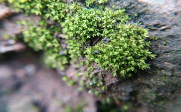 大班苔古诗教案6篇