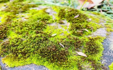 苔的教学教案精选7篇