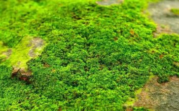 苔的教学教案优质7篇