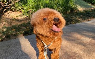 泰迪犬的作文通用5篇