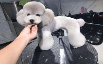 养泰迪的作文优质7篇
