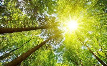语言《太阳》教案优质5篇