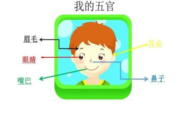关于五官的作文8篇
