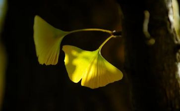与花相伴作文模板6篇