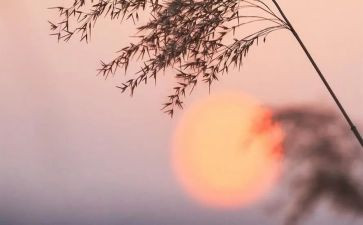 骆驼祥子18读后感30字6篇