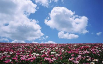 我欣赏你作文模板6篇