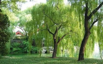 杨柳风的读后感5篇