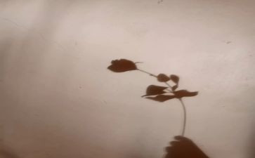 找影子幼儿园教案8篇