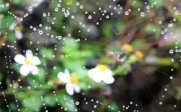 中班有关雨的教案7篇