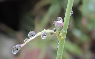 我欣赏雨作文600字8篇