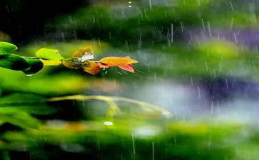 雨心得体会300字推荐8篇