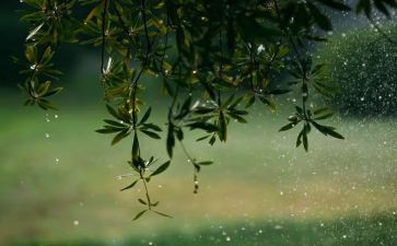 读《小英雄雨来》的读后感300字6篇