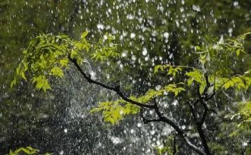 春天的雨的作文6篇